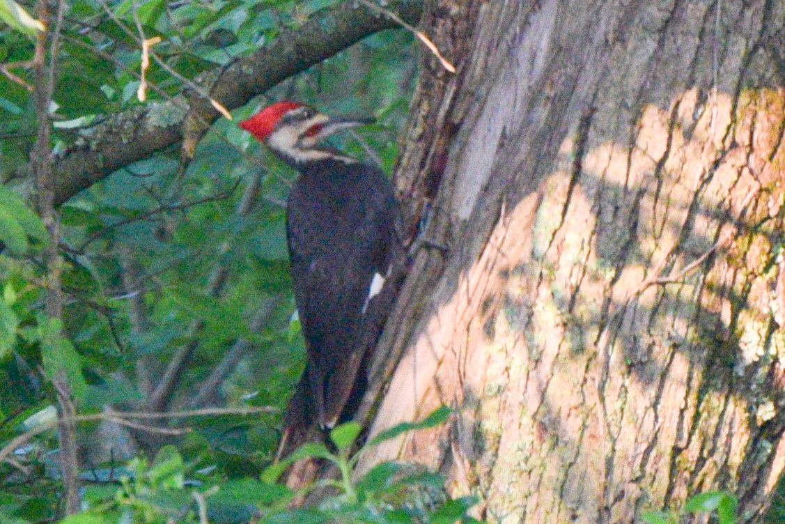 Pileated Woodpecker - joe miller