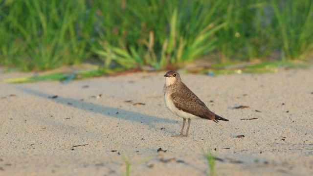 Oriental Pratincole - ML587635771