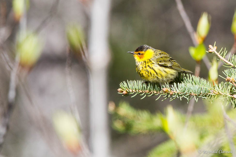 Cape May Warbler - ML58763581
