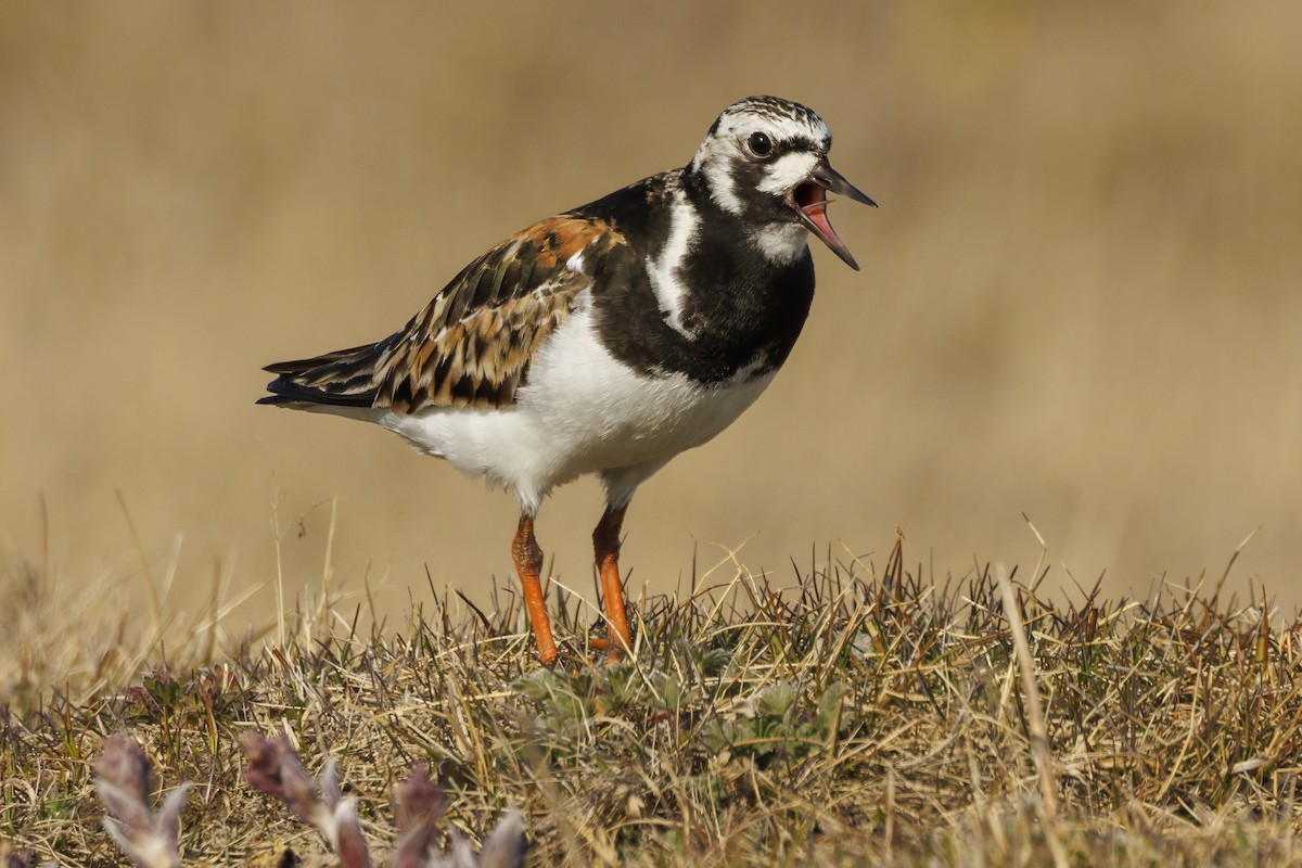 Ruddy Turnstone - Peter Hawrylyshyn