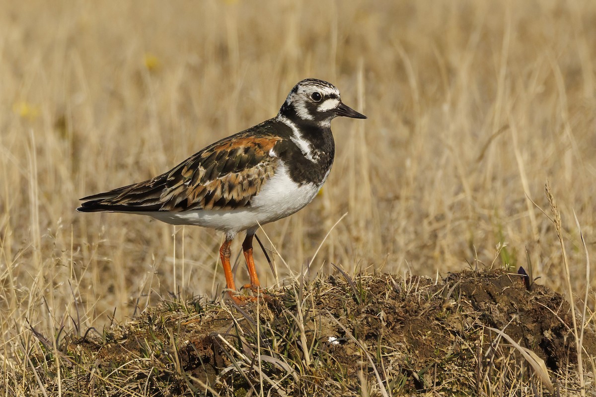 Ruddy Turnstone - Peter Hawrylyshyn