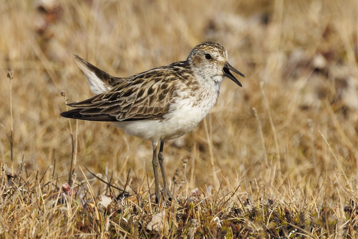 Semipalmated Sandpiper - ML587636111