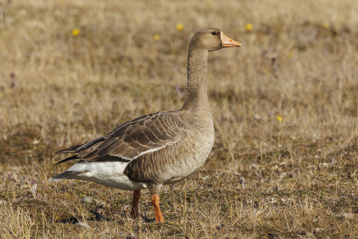 Greater White-fronted Goose - ML587636221