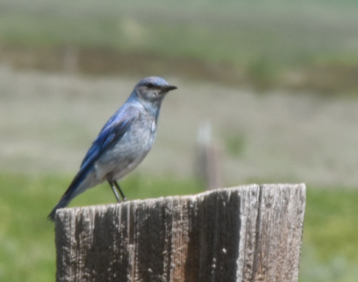 Mountain Bluebird - Alec Andrus