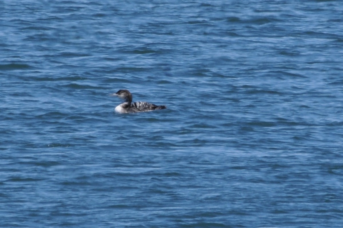 Plongeon huard - ML58763901