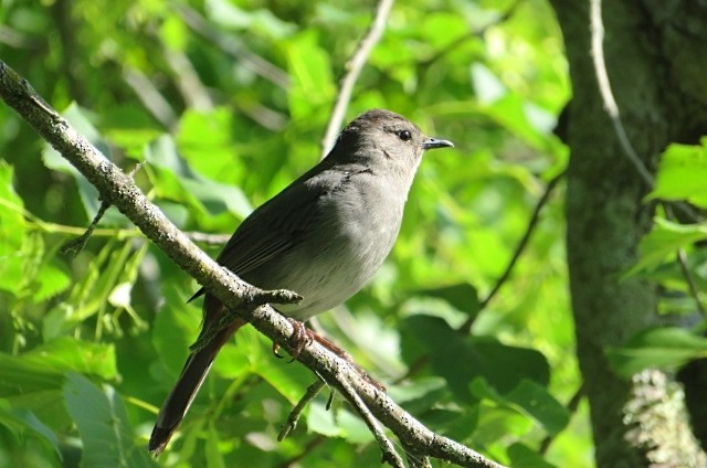 Gray Catbird - ML587639971