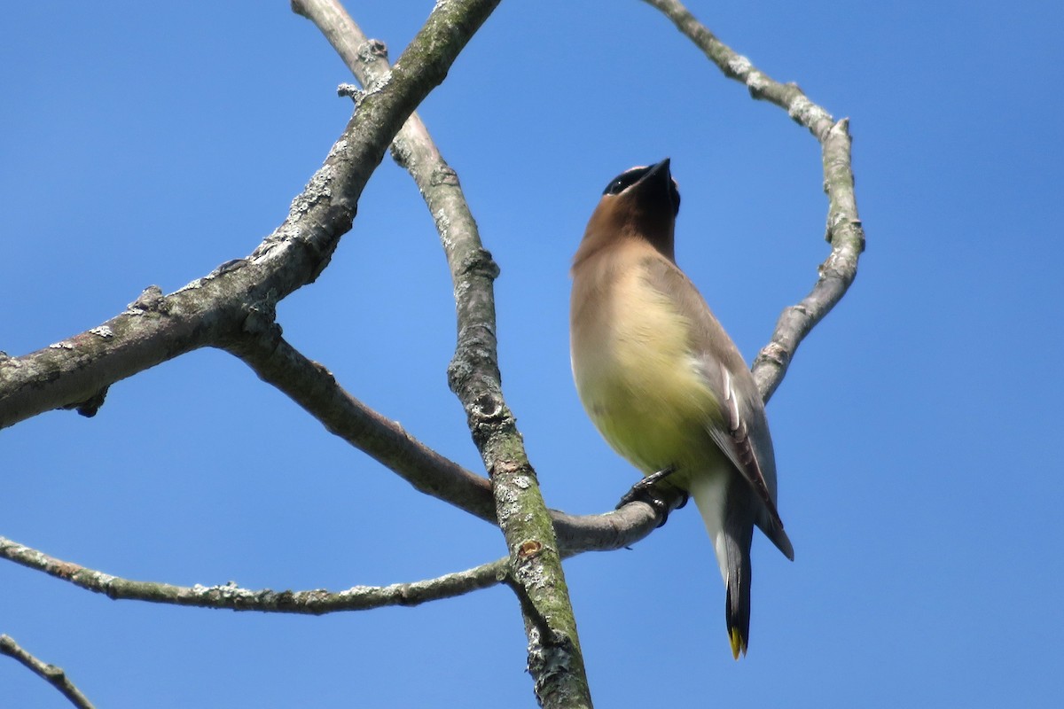 Cedar Waxwing - ML587640571