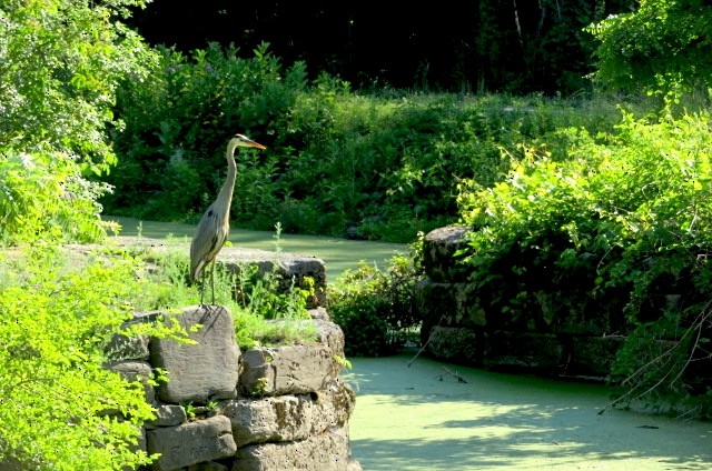 Great Blue Heron - ML587640841