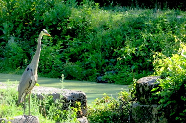 Great Blue Heron - ML587640851