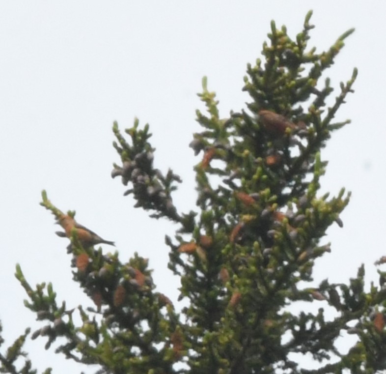 Red Crossbill - ML587641981