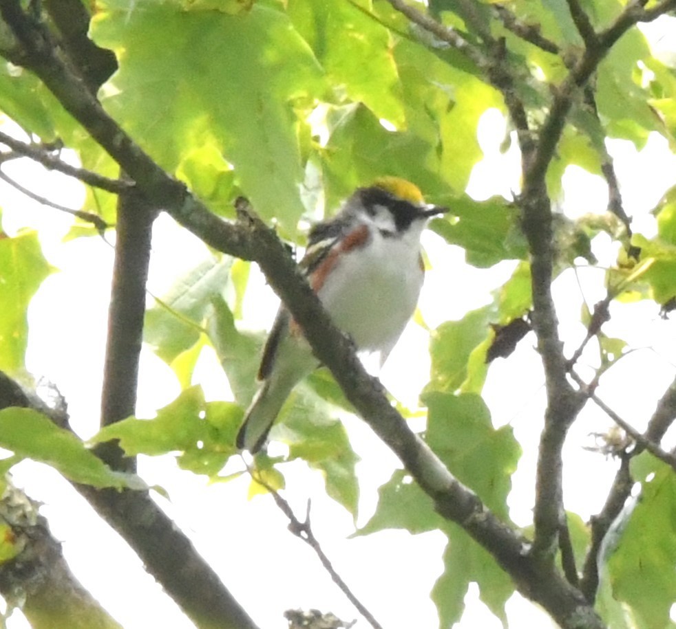 Chestnut-sided Warbler - ML587642181