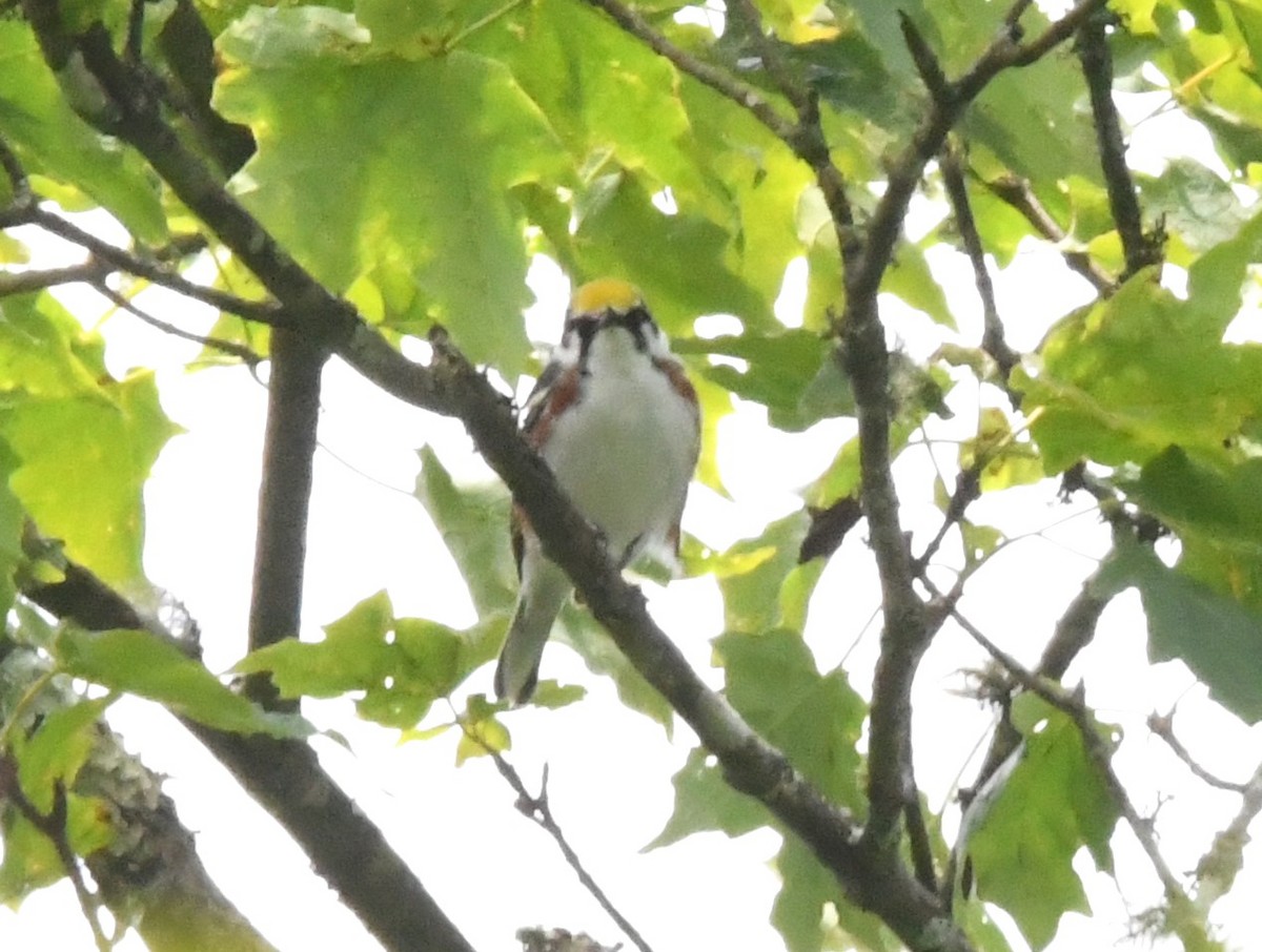 Chestnut-sided Warbler - ML587642231