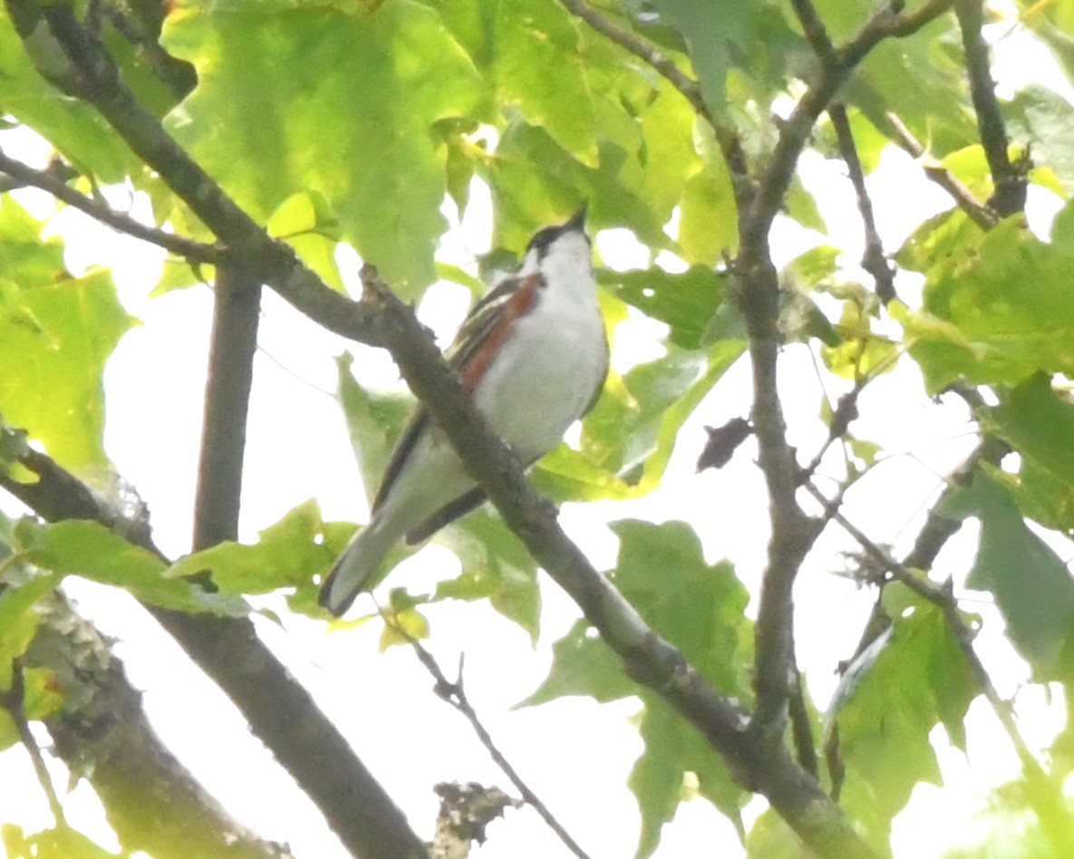 Chestnut-sided Warbler - ML587642401