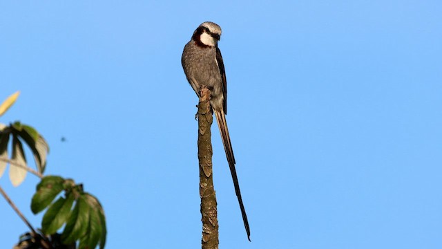 Streamer-tailed Tyrant - ML587642681