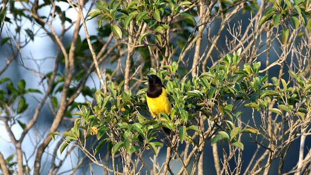 Yellow-rumped Marshbird - ML587642911