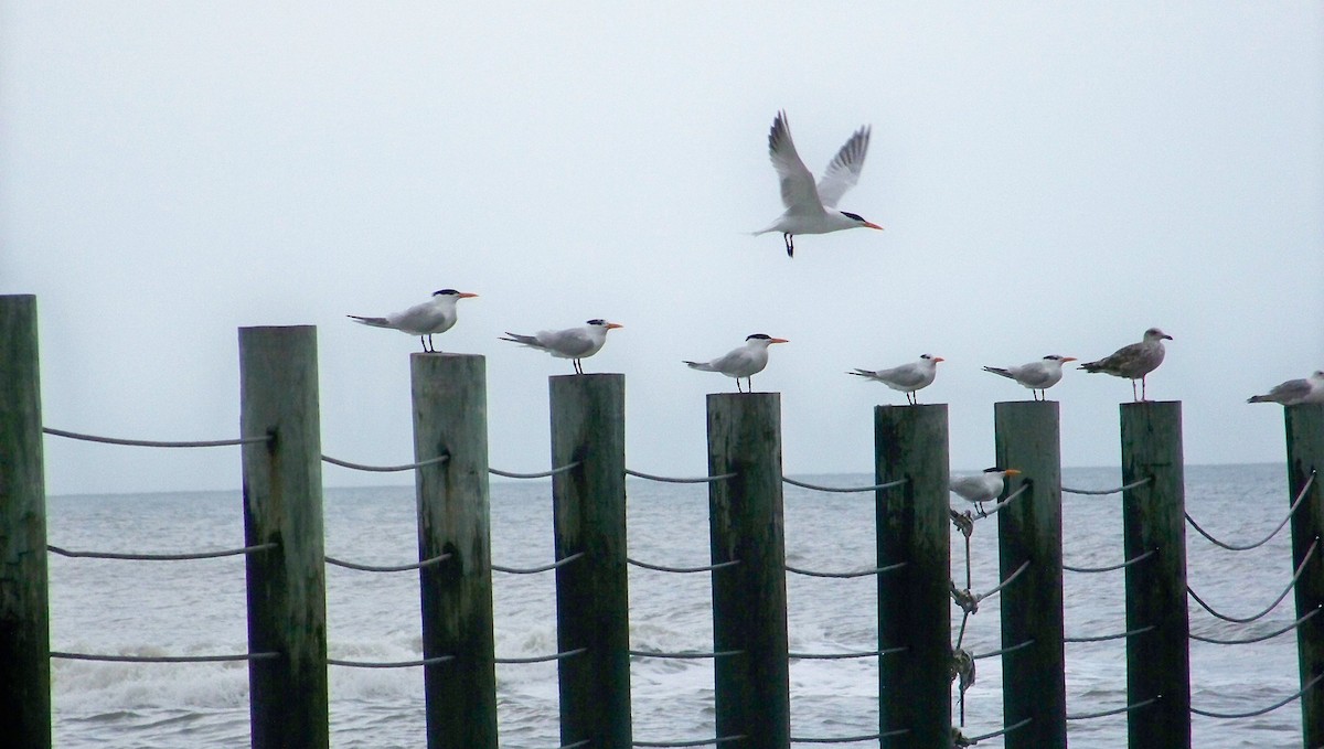 Royal Tern - ML587643551