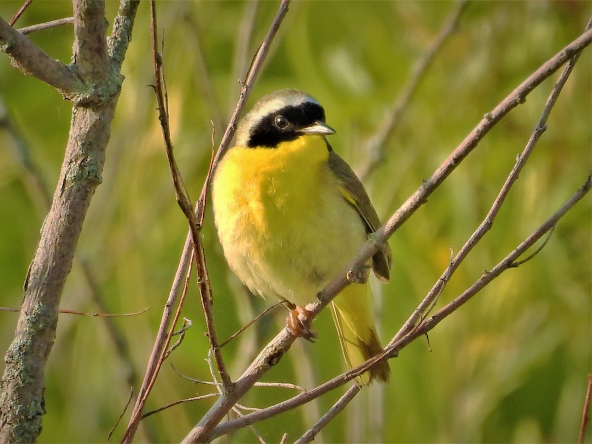 Common Yellowthroat - ML587644391