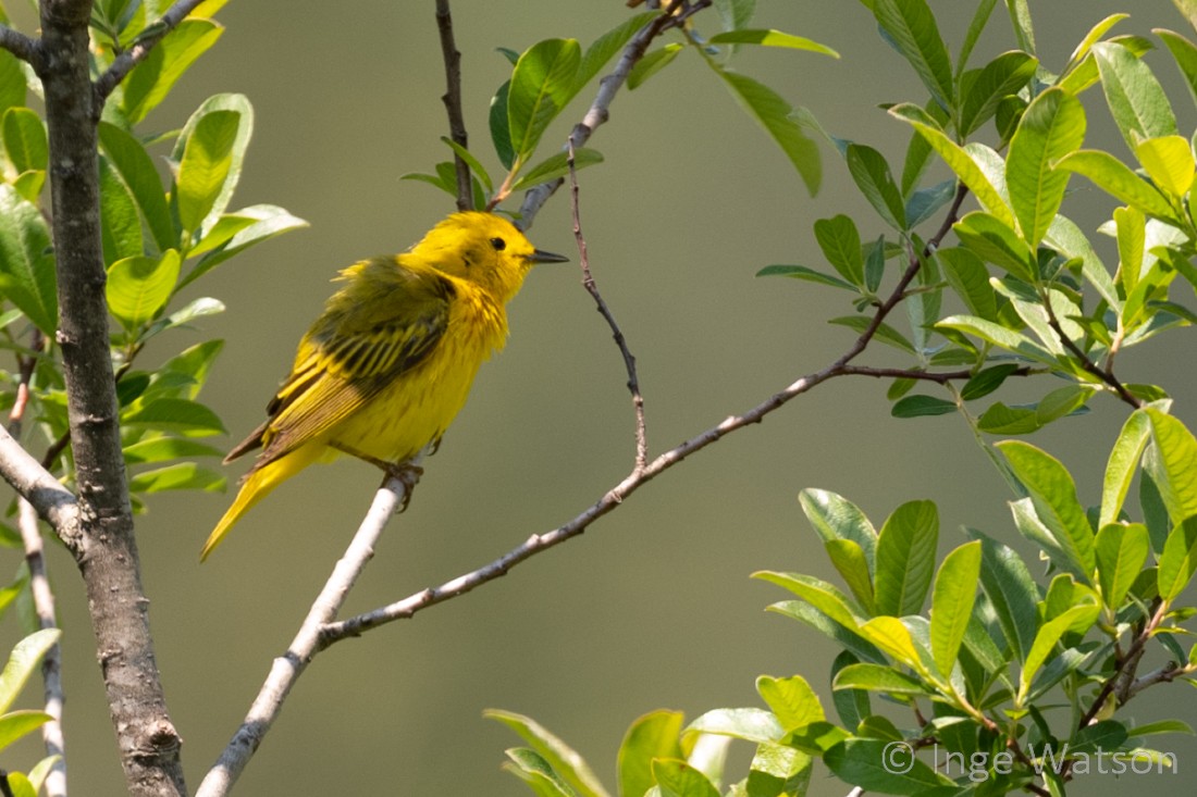 Yellow Warbler - ML587645651