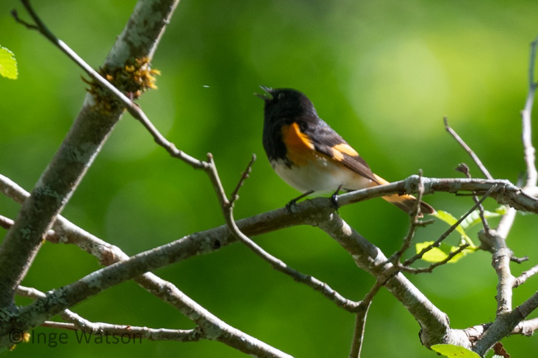 American Redstart - ML587647541