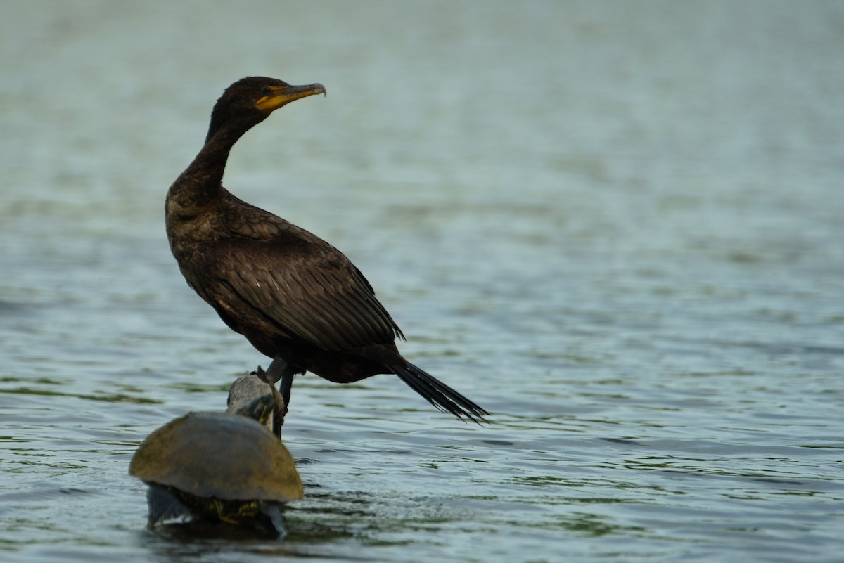 Double-crested Cormorant - ML587647561