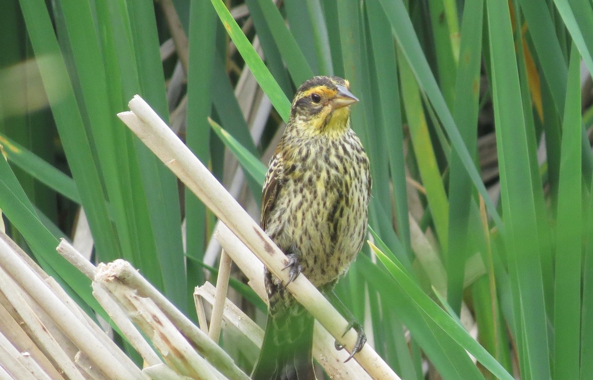 Red-winged Blackbird - ML587647631