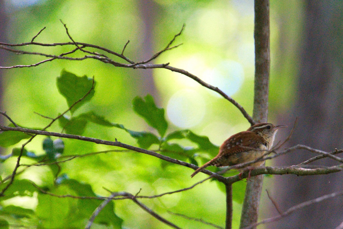 Carolina Wren - ML587647721