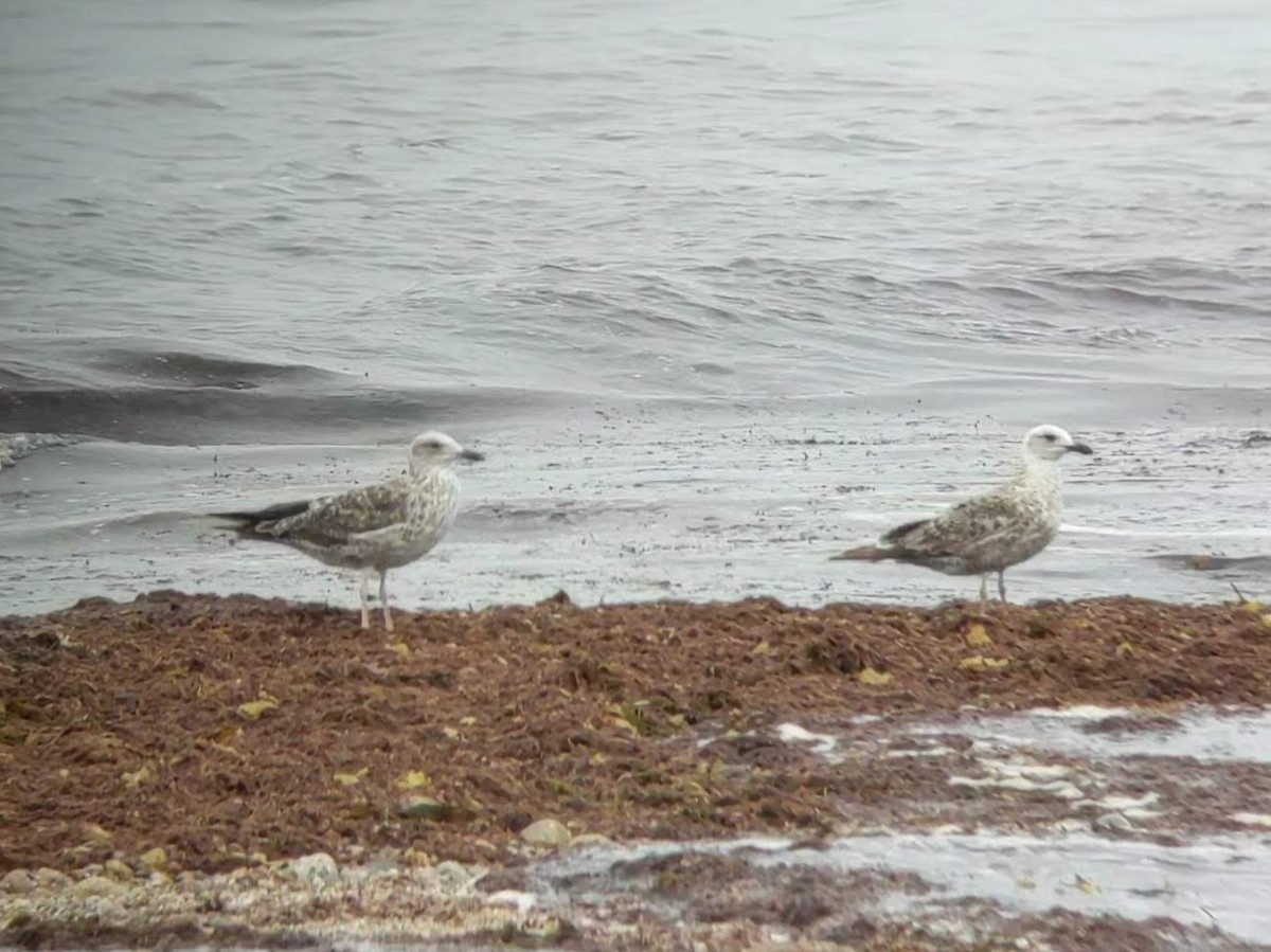 Lesser Black-backed Gull - ML587647811