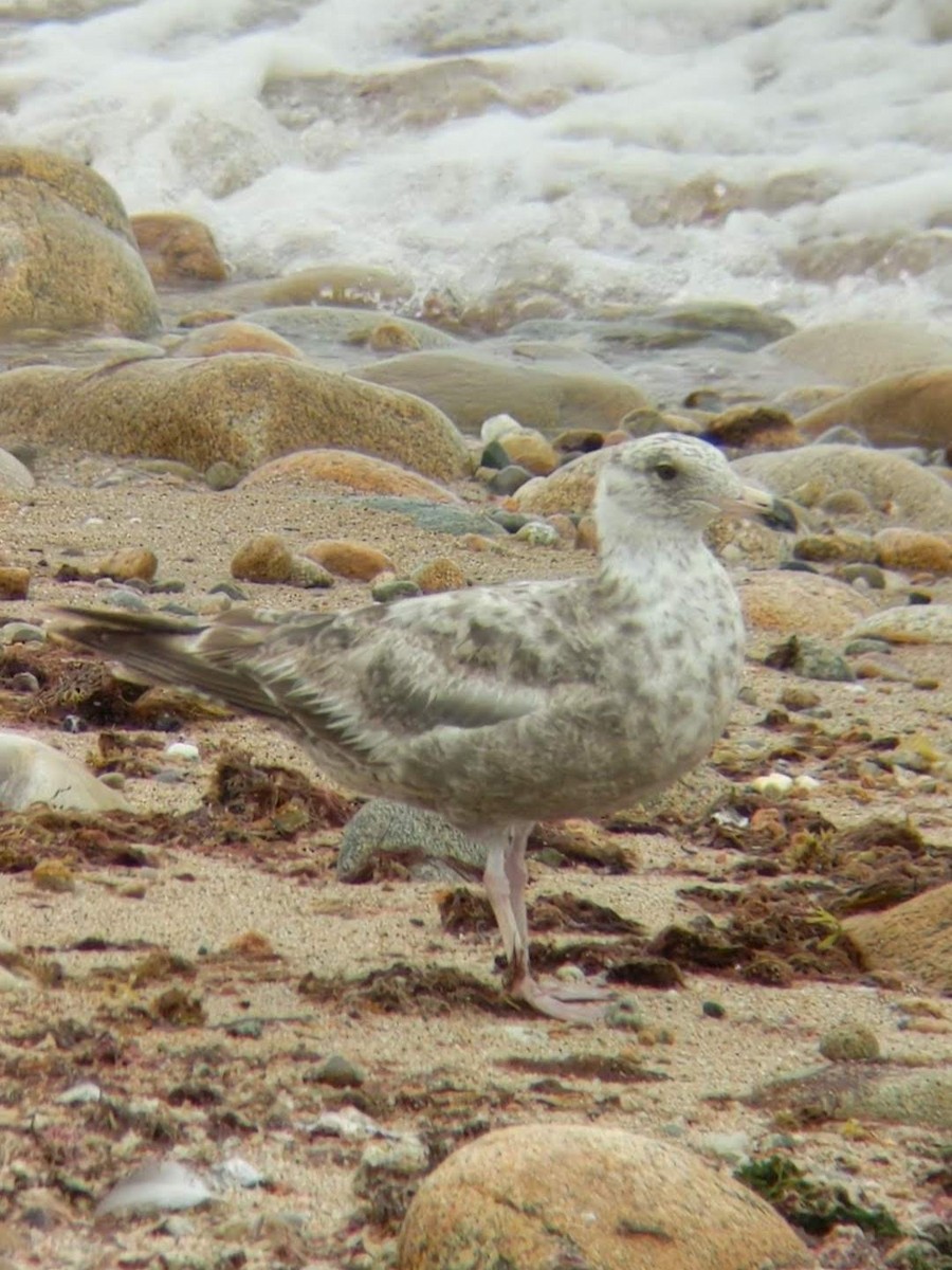 American Herring Gull - ML587647821