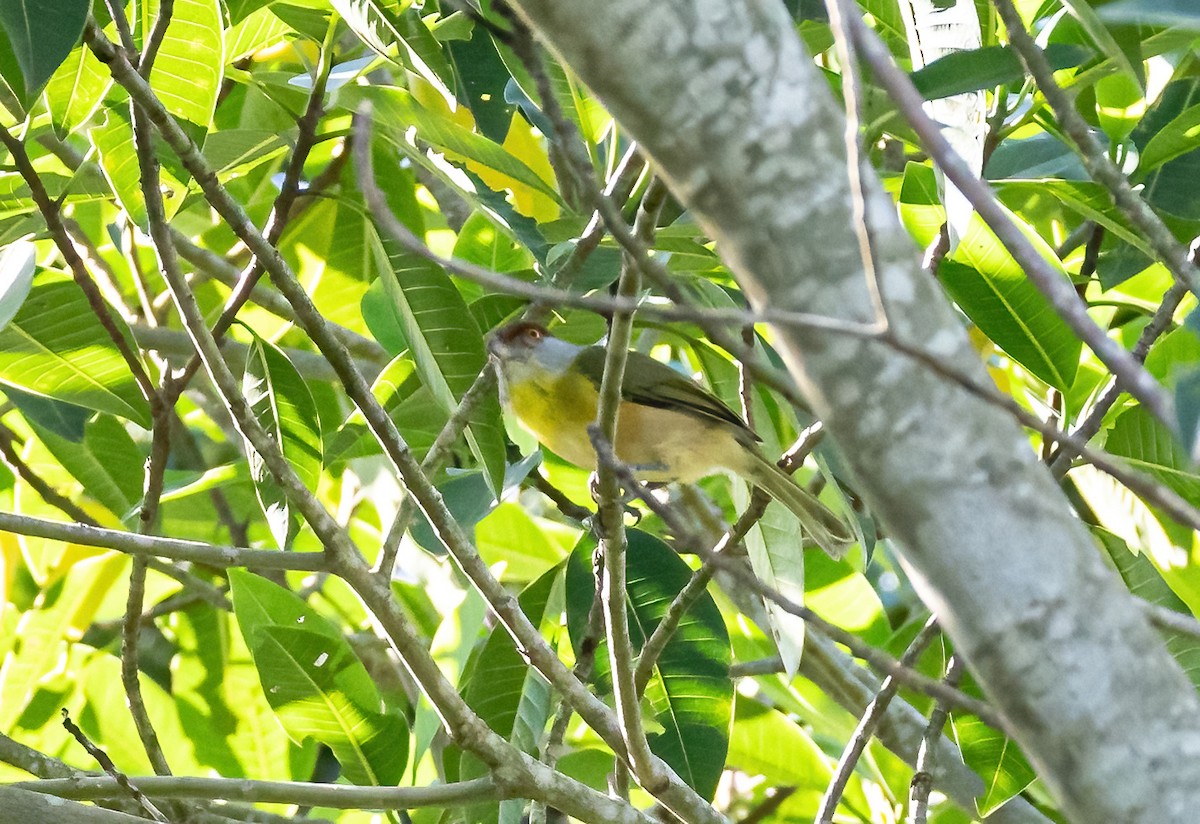 Rufous-browed Peppershrike - ML587647881