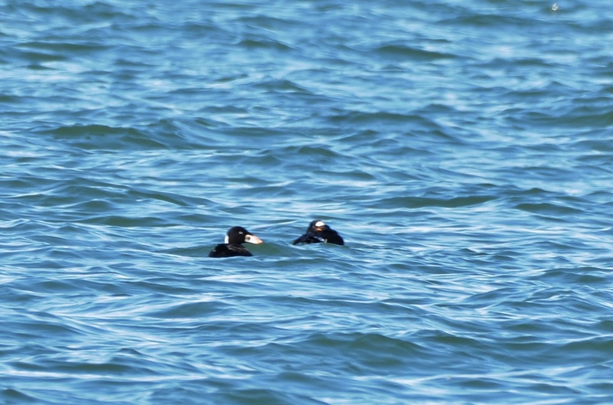 Surf Scoter - ML58764801