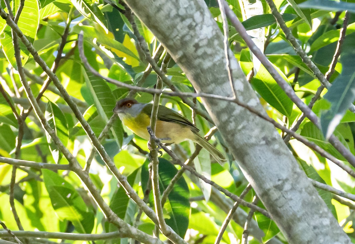 Rufous-browed Peppershrike - ML587648091