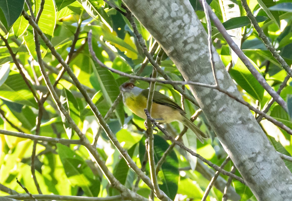 Rufous-browed Peppershrike - ML587648261