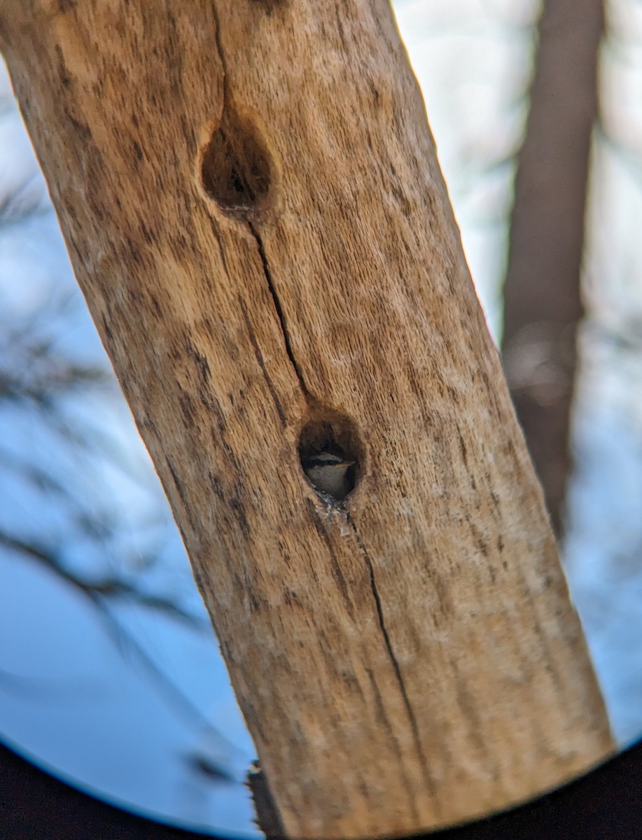 Red-breasted Nuthatch - ML587648741