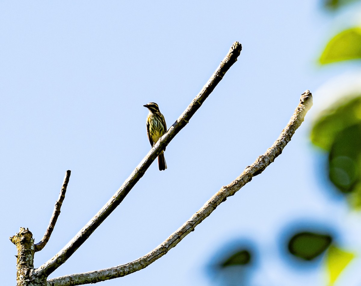 Streaked Flycatcher - ML587648951