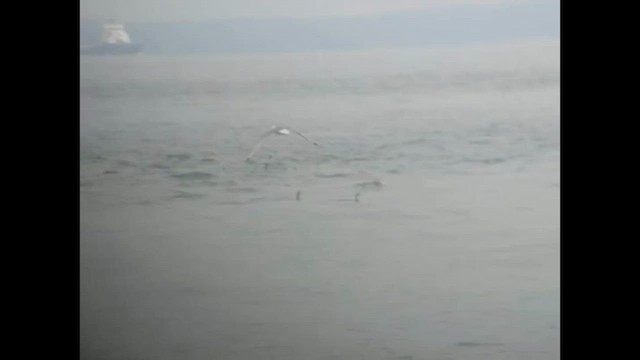 Black-legged Kittiwake - ML587649181