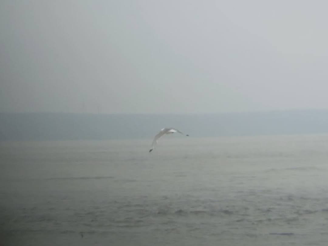 Gabbiano tridattilo - ML587649191