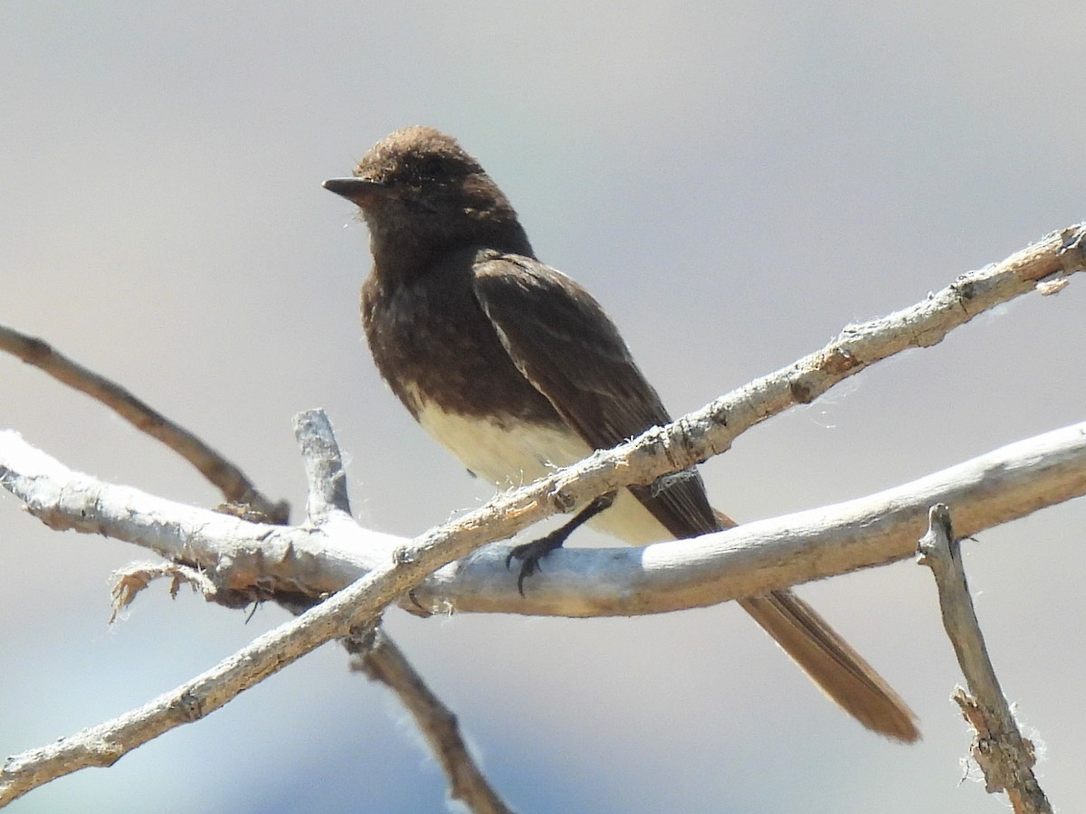 Black Phoebe - ML587649531