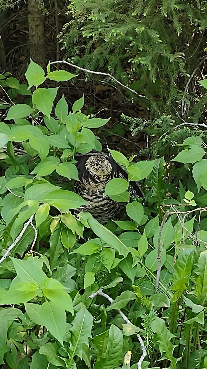 Ruffed Grouse - Timothy Thompson