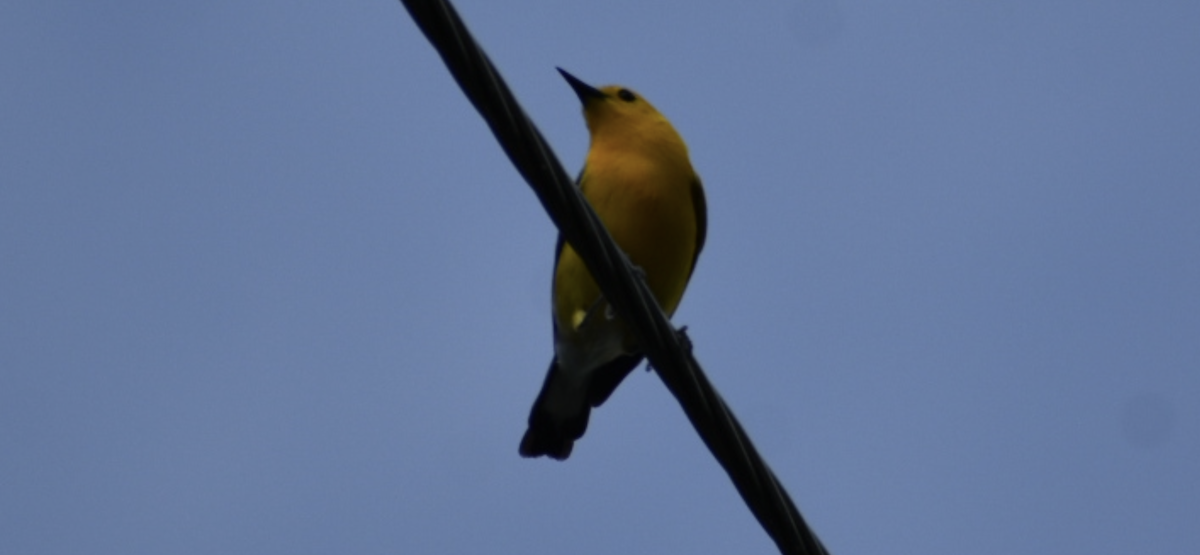 Prothonotary Warbler - ML587650381