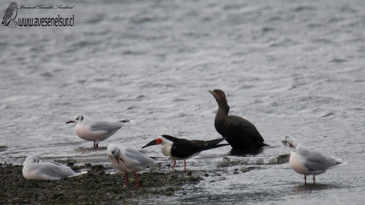 Black Skimmer - ML587650441