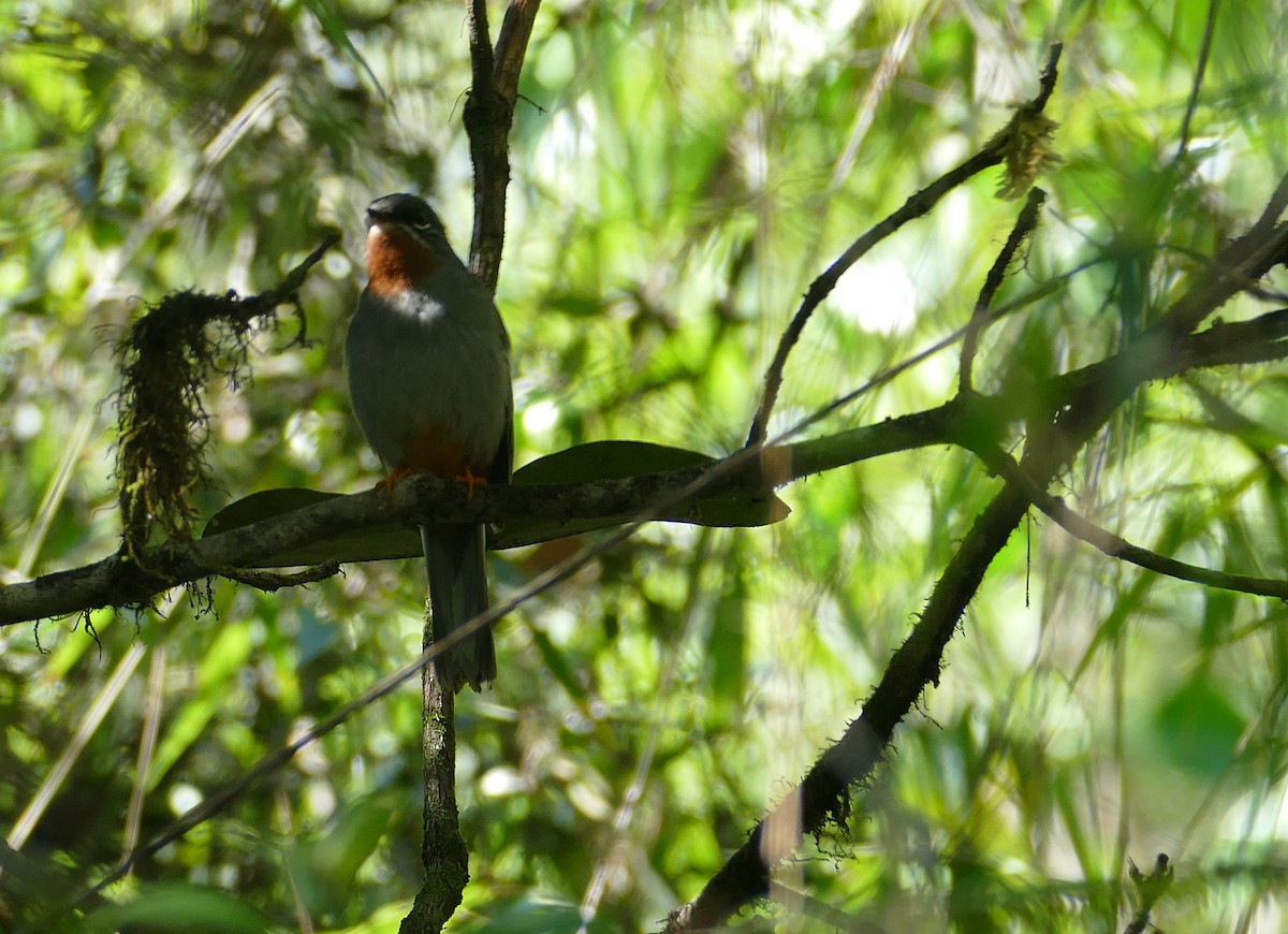 Rufous-throated Solitaire - Christina Riehl