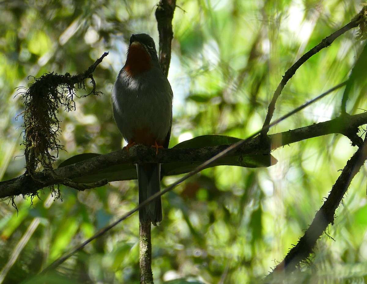 Rufous-throated Solitaire - Christina Riehl