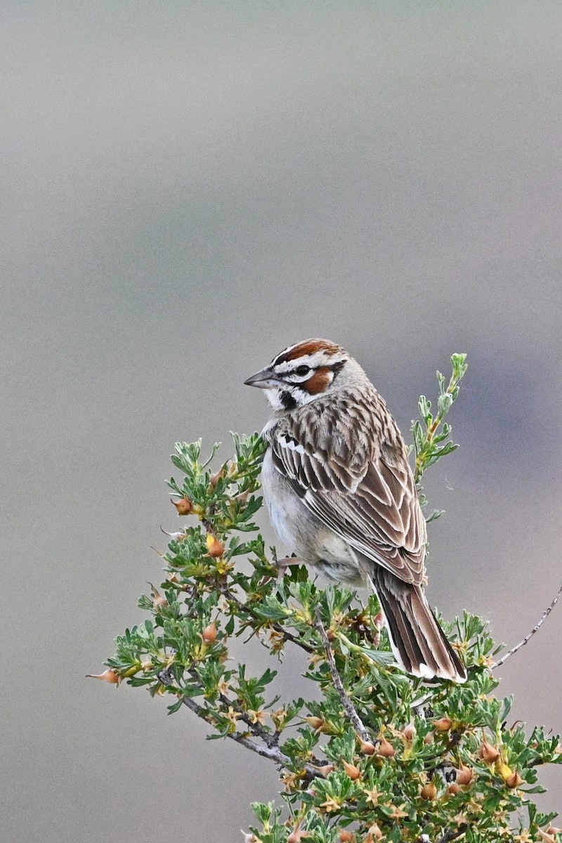 Lark Sparrow - ML587651141