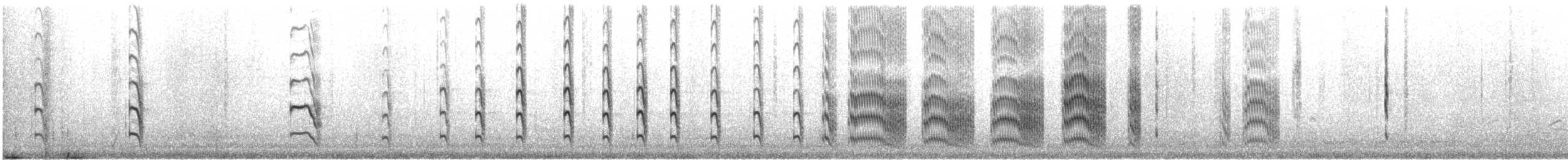 Flussseeschwalbe (longipennis) - ML587651241