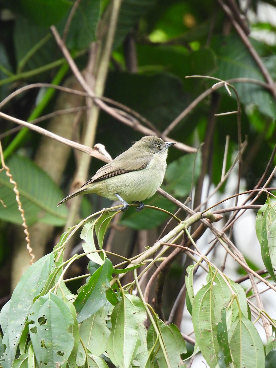 Dwarf Tyrant-Manakin - ML587651931