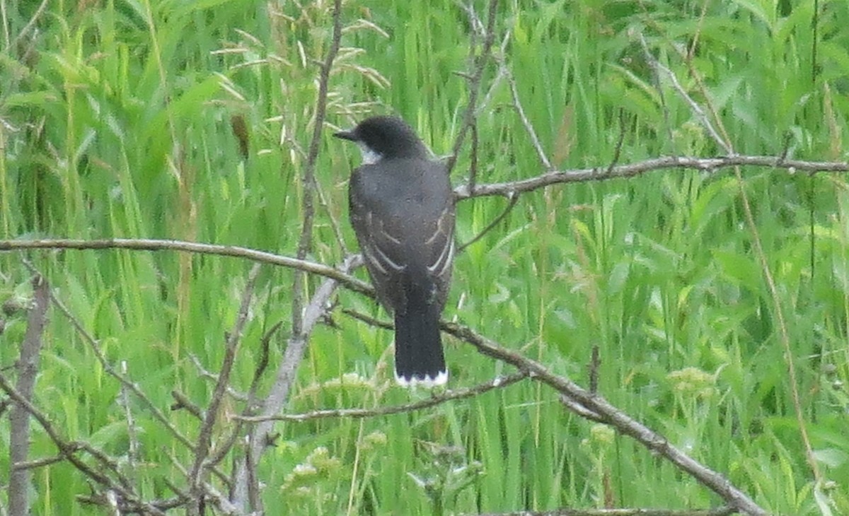 Eastern Kingbird - ML587652701