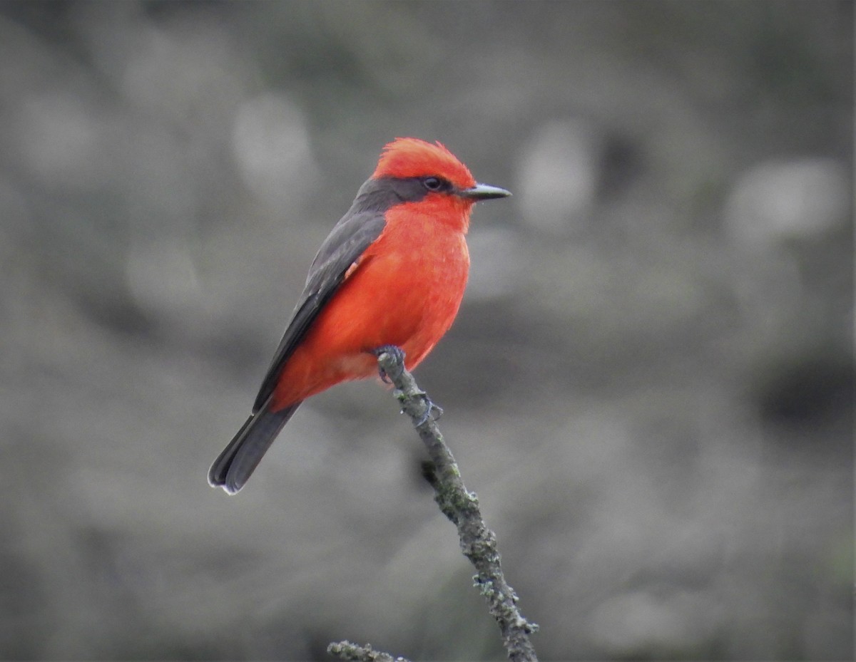 Vermilion Flycatcher - ML587652941