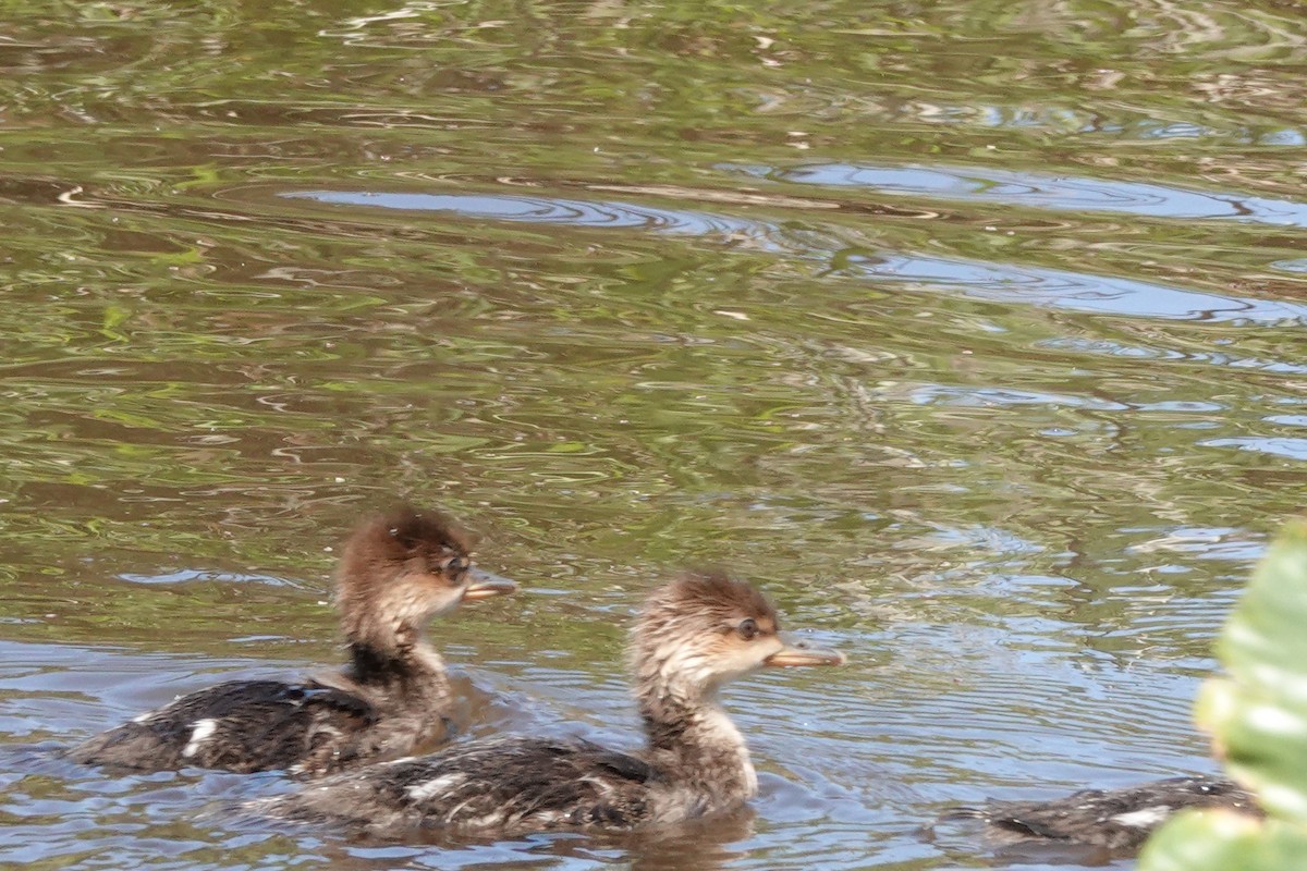 Hooded Merganser - ML587653081