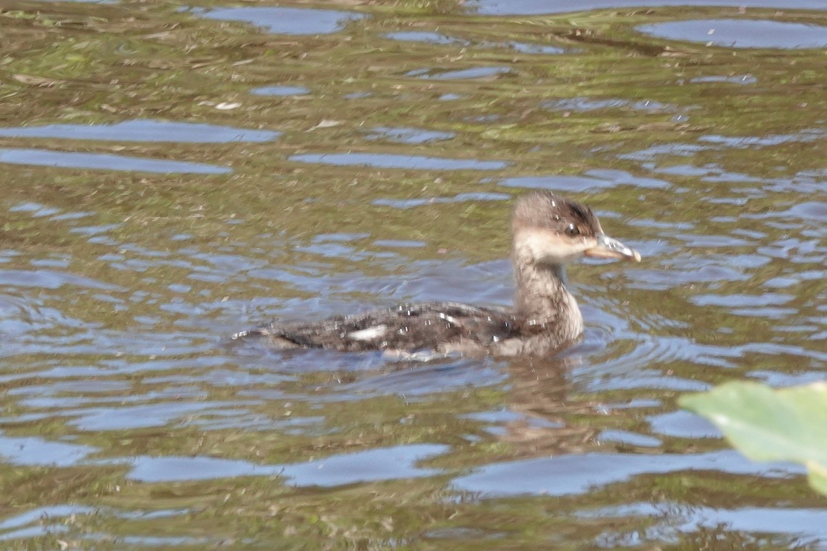 Hooded Merganser - ML587653091