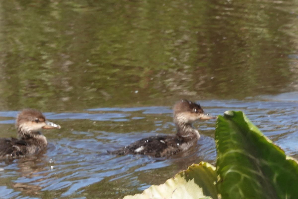 Hooded Merganser - karen saxton